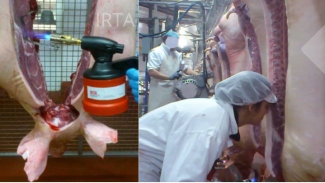 Figura 1: Evaluación de una canal on line y la grasa at line mediante la nariz humana. 