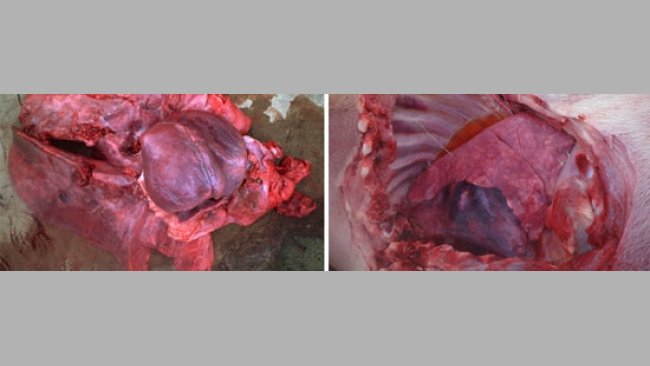 Pleuropneumonia fibrosa con exhudado