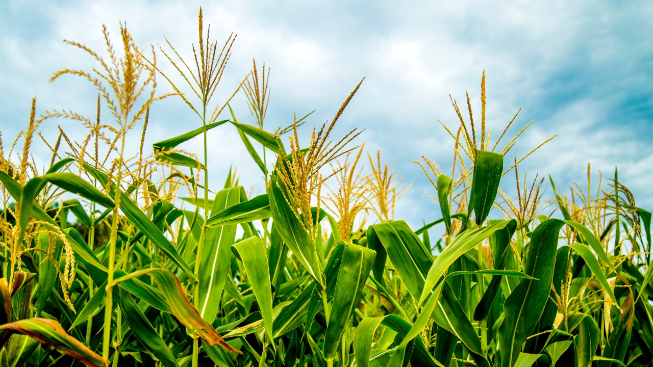 O que aconteceu com a colheita de milho na Argentina?