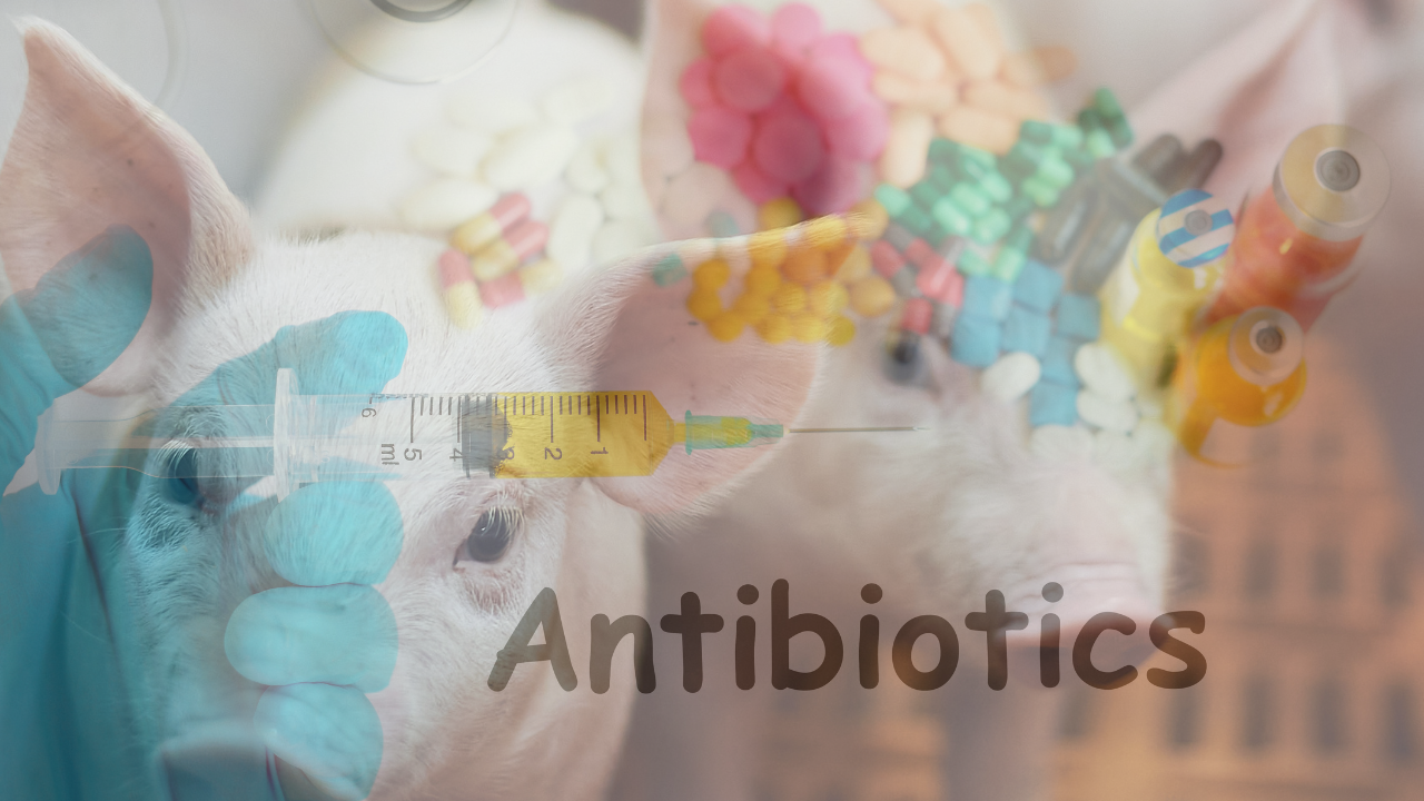 México promove ações para reduzir o uso de antimicrobianos