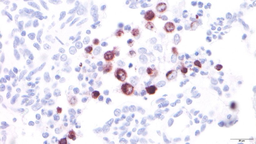 Figura 3: Macr&oacute;fagos alveolares infectados pelo PRRSV
