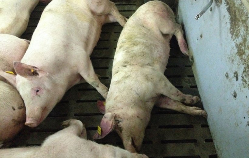 Porco infectado por PSA 14 dias ap&oacute;s a detec&ccedil;&atilde;o da doen&ccedil;a. Les&otilde;es hemorr&aacute;gicas na ponta da orelha e na parte distal da pata traseira.