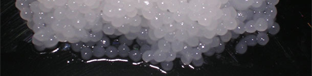 Undiluted pig semen capsules