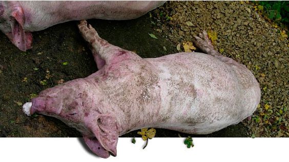 Dead pigs necropsied in the farm at the 1st visit
