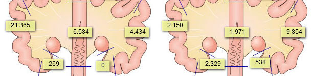 Presence of sperm cells in the genital tract of sows after 2 inseminations