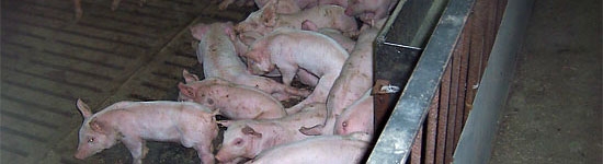 Necesidades b&aacute;sicas del cerdo en crecimiento