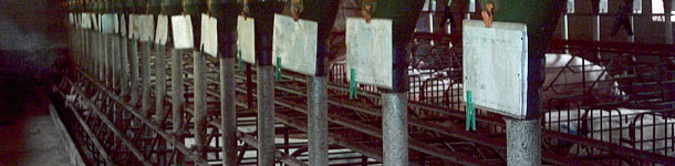 Each batch of sows is identified with a different colour 2