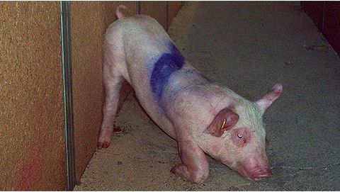 Affected pig