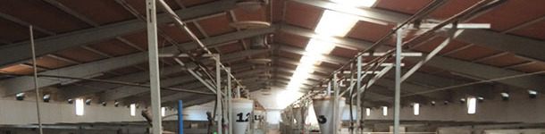 Confirmed pregnancy building with translucent part placed lengthwise