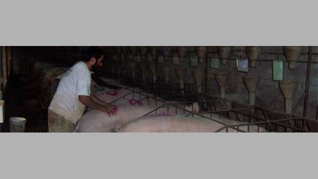 Recela y cubrición de cerdas en jaula (I)