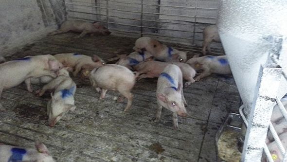 Afected pigs