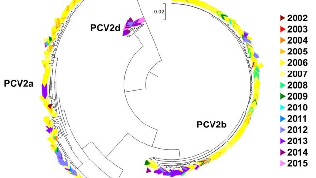 Figure 2. Maximum likelihood phylogenetic tree. The 729 ORF2 sequences from the UMN-VDL PCV2 database are colored by year acquired. The genotypes are noted.