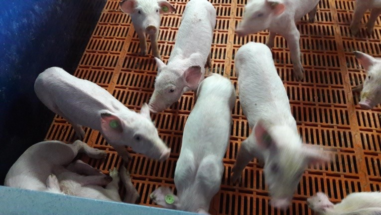 Photo 1.- High number of poorly-adapted and dead piglets 
