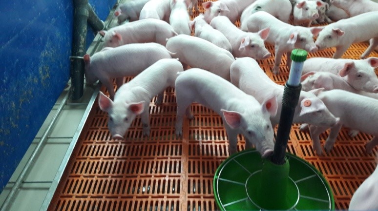 Photo 5.- Piglets at 4 days post-weaning 
