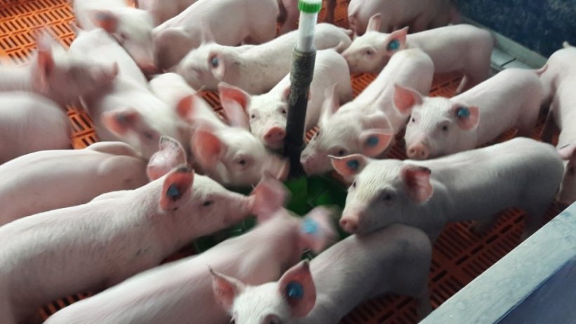 Photo 4.- The piglets were constantly searching the plate, which meant they were hungry and/or thirsty