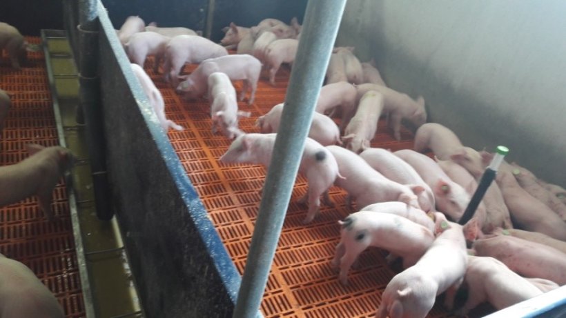Foto 3.- The weaned piglets consumed the milk replacer from the red bowl but not the liquid feed with the pre-starter from the trough. 