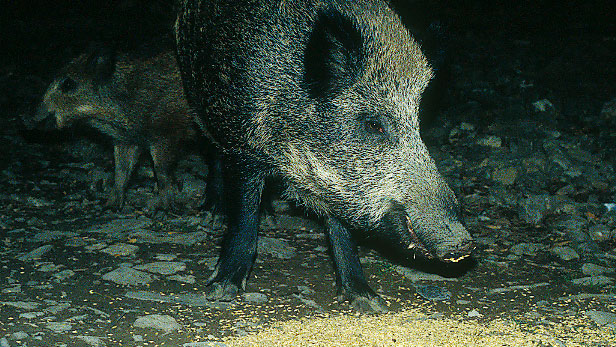 Feeding wild boars, whether for hunting or damage avoidance, requires debate and regulation.