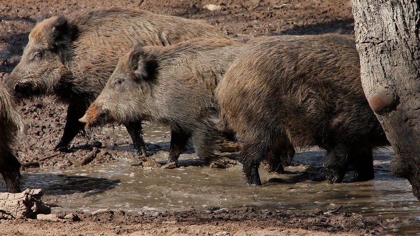 Wild boars in a wallow. The number and space distribution of wild boars is determined by water and food availability.