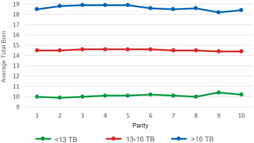 Graph 4: Average piglets Total Born (TB) according to parity for litters of less than 13, between 13 and 16 or more than 16 Total Born piglets. Analysis of 93.896 farrowings from hyperprolific sows recorded from October 14 to September 16 