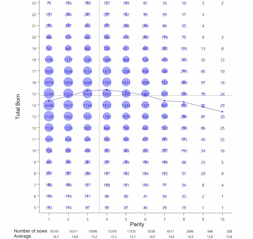 Graph 1: Average Piglet Total Born per parity. Analysis of 93.896 farrowings from hyperprolific sows recorded from October 14 to September 16