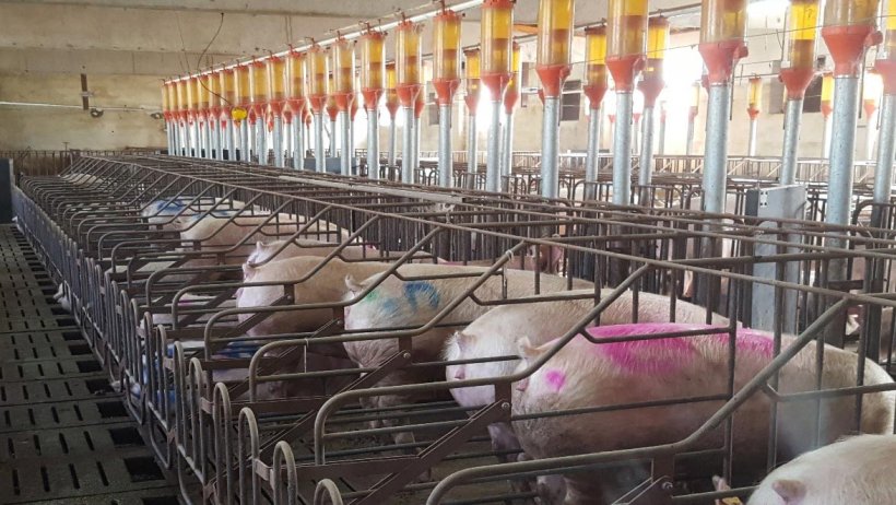 Photo 2. If the gilts are going to be mated and spend the first weeks of gestation in stalls, they must get used to them in the first place, so as avoid their placement in stalls interfering with the practice of flushing and with a good ovulation. The photo also shows the practice of marking the animals in heat that are not serviced with a different colour every week.