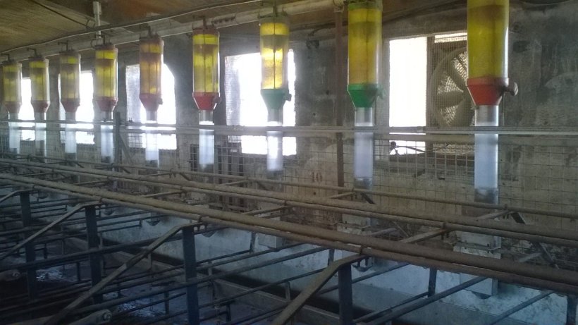 Photo 1. To achieve high feed consumption in the days that go from weaning to oestrus, avoiding a waste of feed at the same time, feeding systems like the one shown in the photo can be an option. Image courtesy of Gori Salamó.