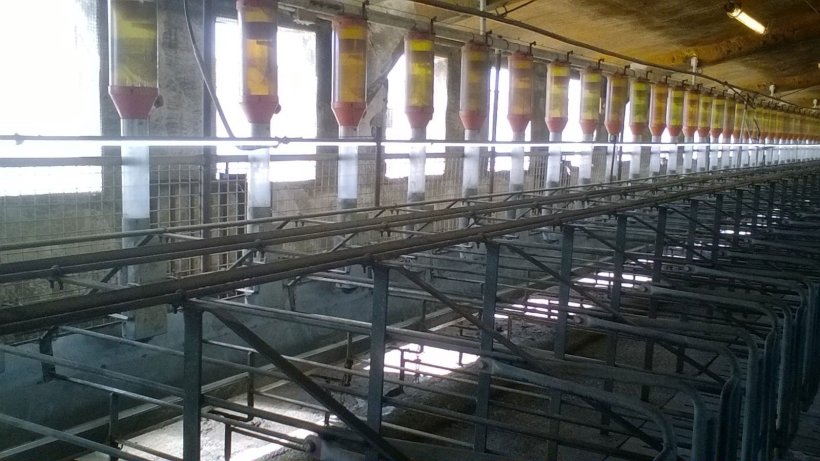 Photo 4. Installation of fluorescent tubes or LED lights 1 meter above the sows is getting more frequent as to guarantee 150-200 lux, in order to improve the return to oestrus. Photo courtesy of Gori Salamó.