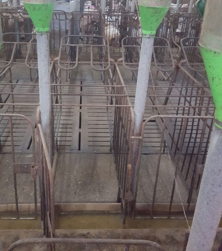 Photo 3. Stalls with front and rear doors facilitate the task of getting sows in and out the stalls. In these cases it is important that the feeder does not protrude above ground level, and that the front door locking systems are safe, so that teasing boars cannot open them.