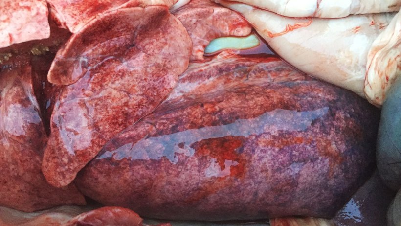 Figure 3. Multiple petechiation in the lung parenquima.