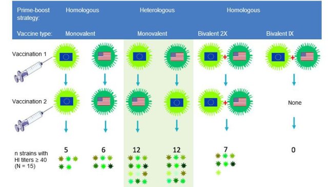 Fig 2. Effect of traditional and heterologous prime-boost vaccination regimens on the breadth of the anti-H3N2 antibody response. European and North American H3N2 SwIV strains are indicated by different flags. Sera collected 14 days after the second vaccination were tested against 15 antigenically distinct viruses including the vaccine strains. The numbers represent the number of viruses against which HI antibody titers were ≥ 40.