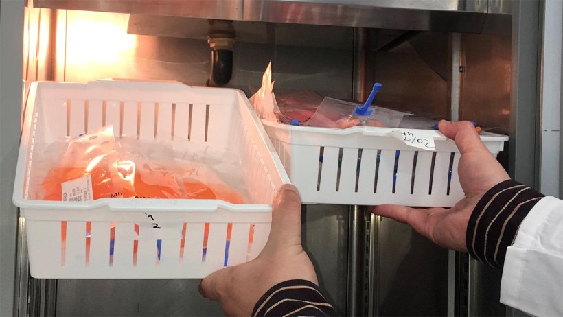 The temperature record in the semen storage unit is important, but you have to check it every day before insemination.
