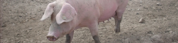 sow