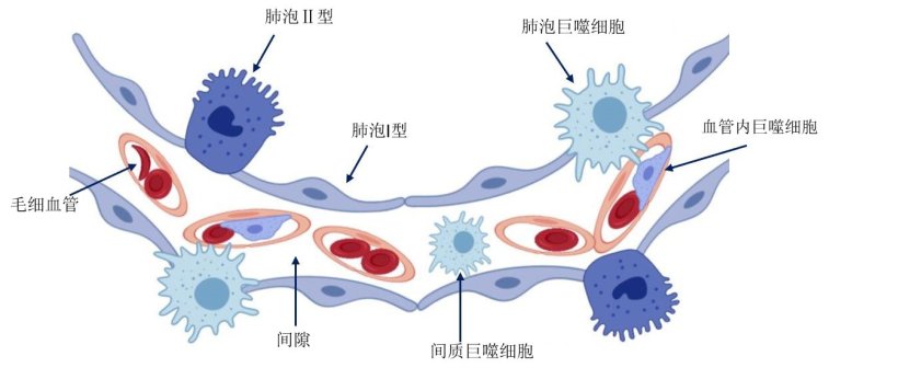 图2:肺泡壁图示。