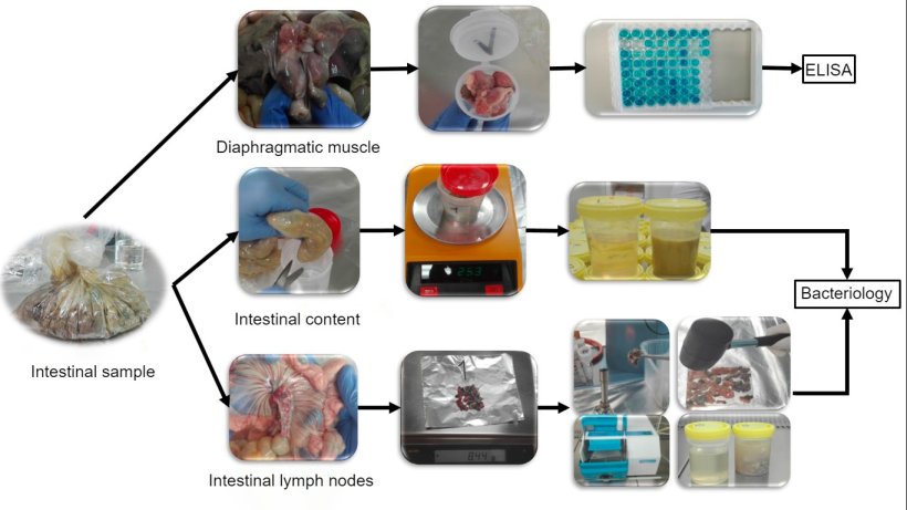 Processing of piglet intestinal samples for&nbsp;Salmonella detection.
