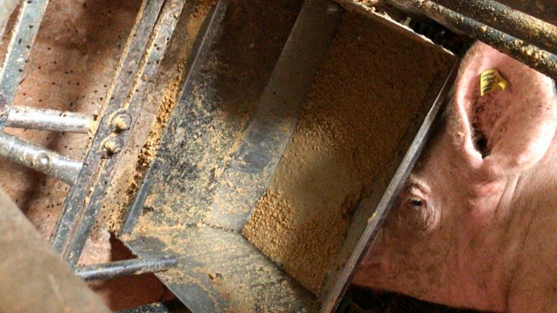 照片2:必须在产前和产后几天控制饲喂,防止母猪断料。
