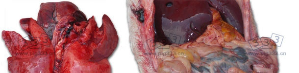Severe lung congestion and an enteritis with a variable seriousness with a more or less important involvement of the mesenteric lymph nodes.