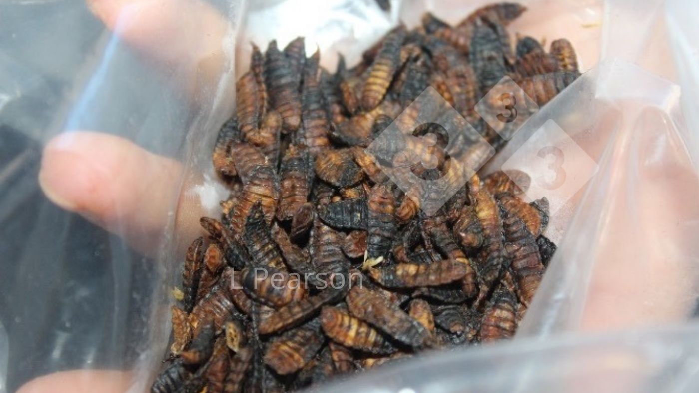 图1：生产中的黑水虻幼虫。
