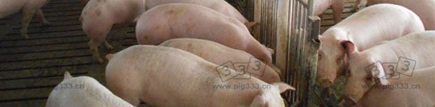Pig farm