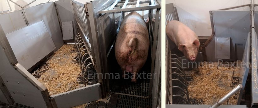 照片2:此类猪舍的原型示例(PIGSAFE)。资料来源:Emma Baxter。