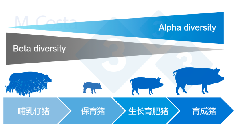 图4: 猪一生中α和β多样性的动态变化。