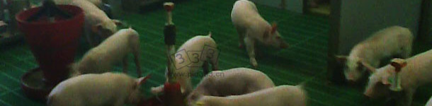 1 1