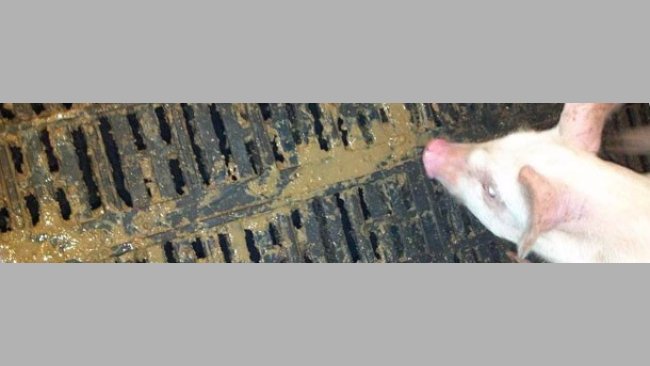 PED in der Ferkelaufzucht