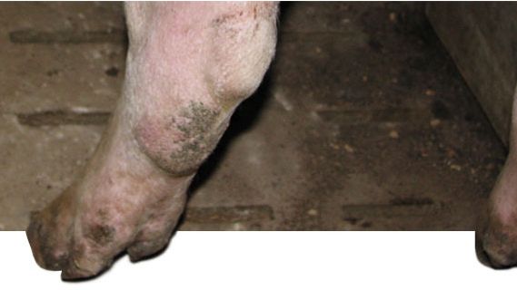 Hinterbein einer Jungsau