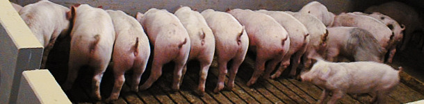 Immunit&auml;t gegen E. coli bei Absetzferkeln