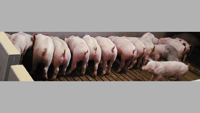 Immunität gegen E. coli bei Absetzferkeln