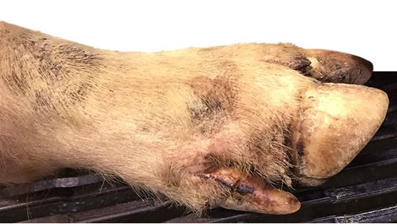 Leichte L&auml;sionen am Kronenrand, L&auml;sionen im Zwischenklauenspalt und am Fu&szlig;ballen bei den meisten lahmen Schweinen