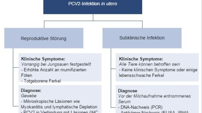 Auswirkungen der PCV2-Infektion in utero