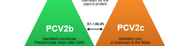 Hauptgenotypen von PCV2 und deren Verwandtschaft auf Grundlage des Capsid-Gens