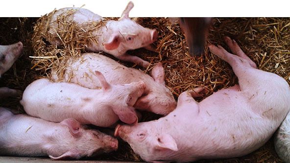 52 Tage alte Ferkel: Unterschiedliches Gewicht
