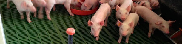 Reichliches Angebot von Futter und Wasser